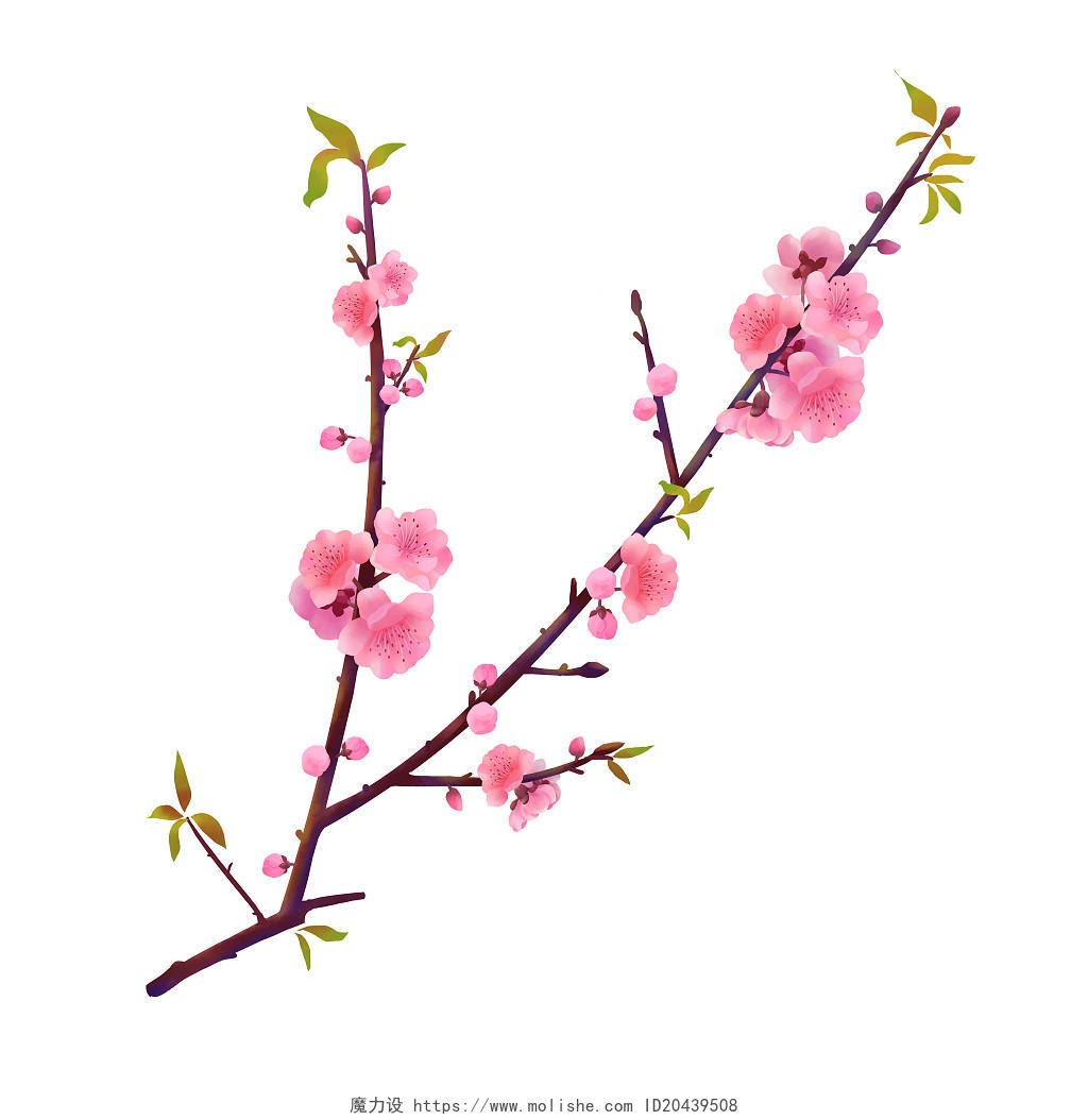 春天 春分春分春天春手绘写实风桃花原创素材